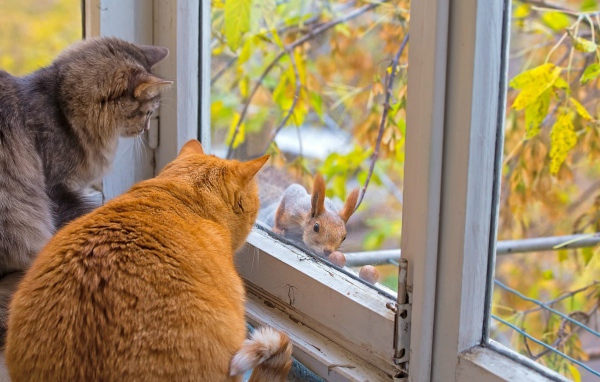 Коты знакомятся с белкой