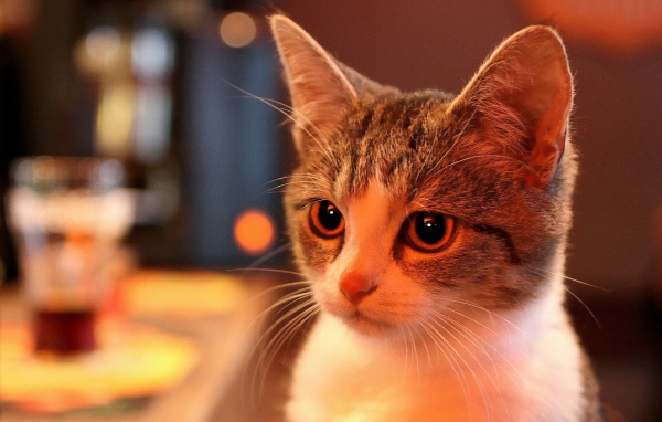 Милая домашняя кошка