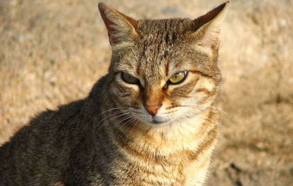 Недовольный большой кот