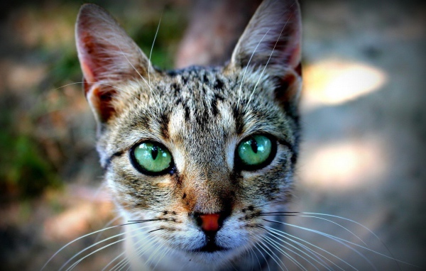 Expressive green eyes of a cat