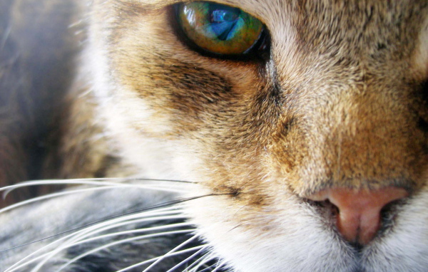 Глаз рыжего кота