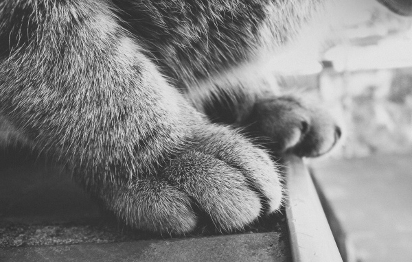 Пушистые кошачьи лапки
