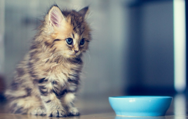 Пушистый котенок у мисочки