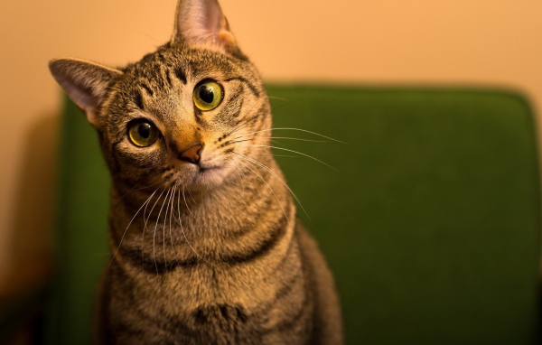 Забавный удивленный кот