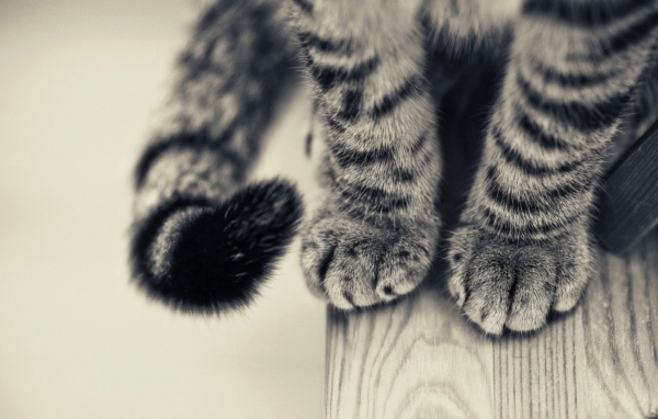 Пушистые лапки и хвост серого кота