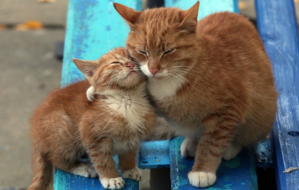 Рыжий котенок с мамой