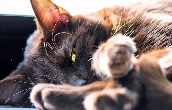 Серый кот лежит на боку