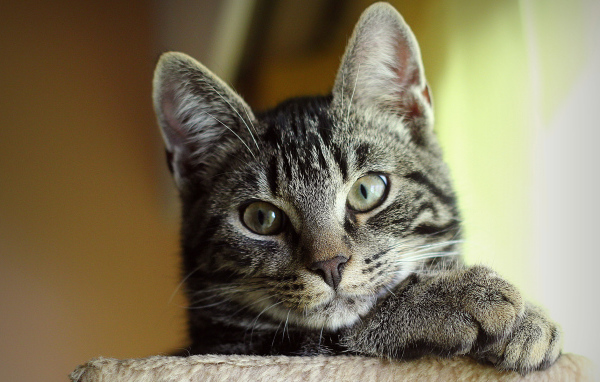 Серый Кот с зелеными глазами