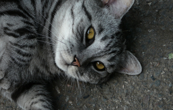 Серый полосатый кот