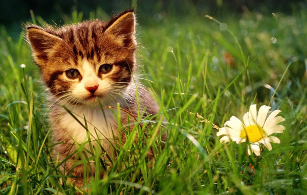 Котенок и большая ромашка