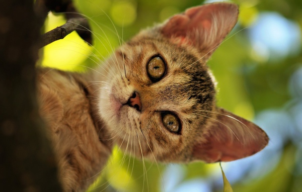 Котенок на дереве