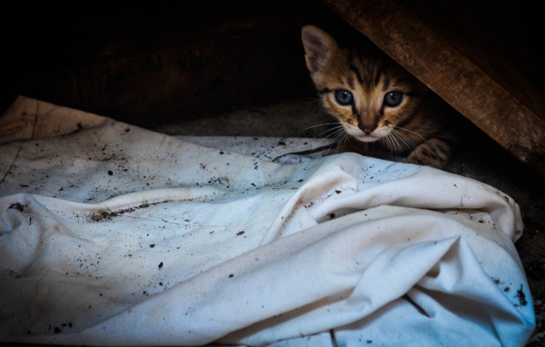 Котенок выглядывает из под доски