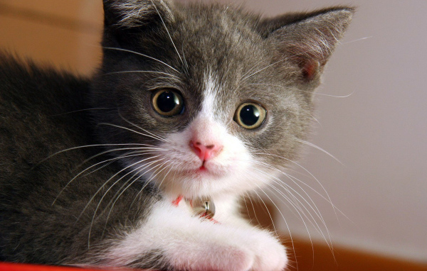 Котенок с белой мордочкой