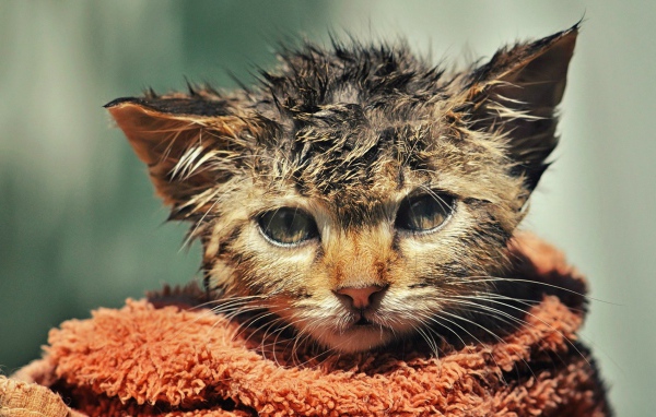 Котенок после купания