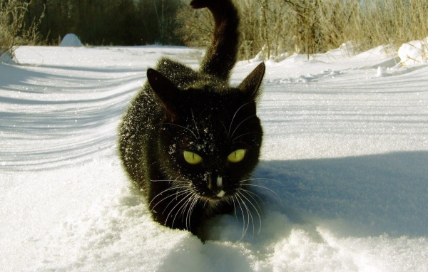 Безумный мартовский кот