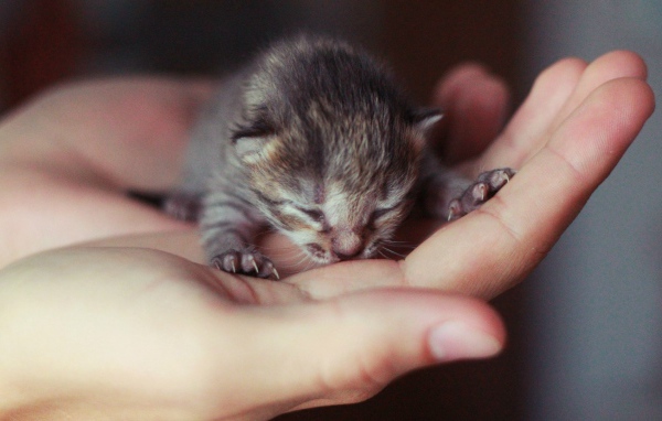 Новорожденный котенок на ладони