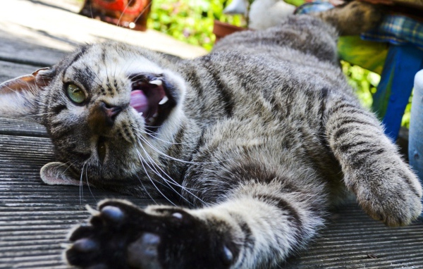 Довольный забавный кот