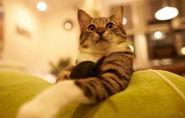 Горделивый домашний кот