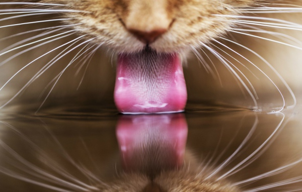 Рыжий кот пьет воду