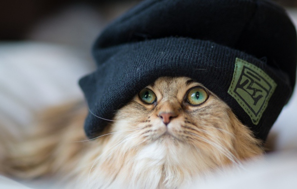 Рыжий кот в шапке