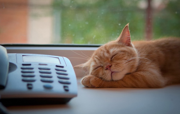 Рыжий кот спит у телефона