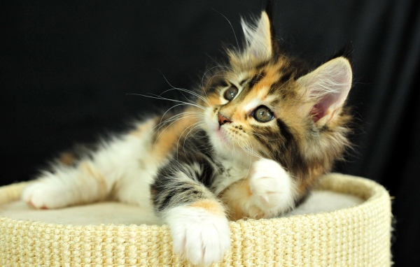 Рыжий котенок на пуфе