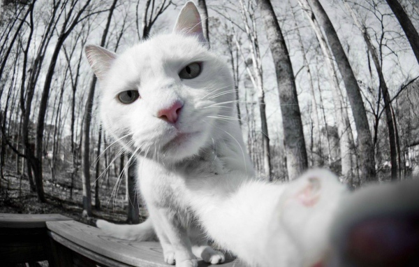 Селфи белого кота