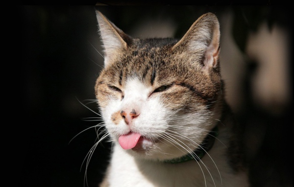 Хитрый кот показывает язык