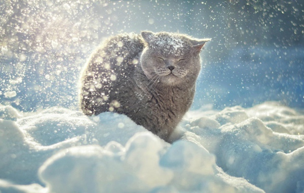 Снег падает на голову коту