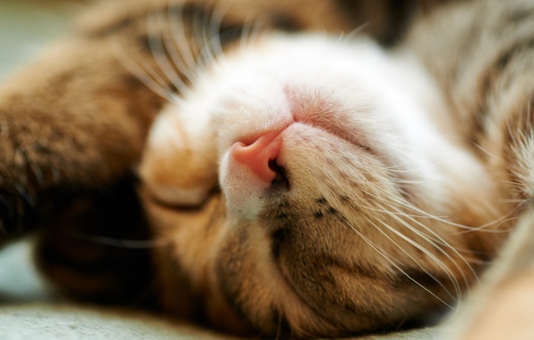 Сладко спящий домашний кот