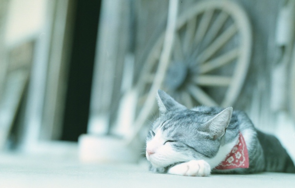 Кот в нашейном платке