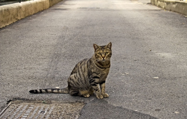 Кот сидит на дороге