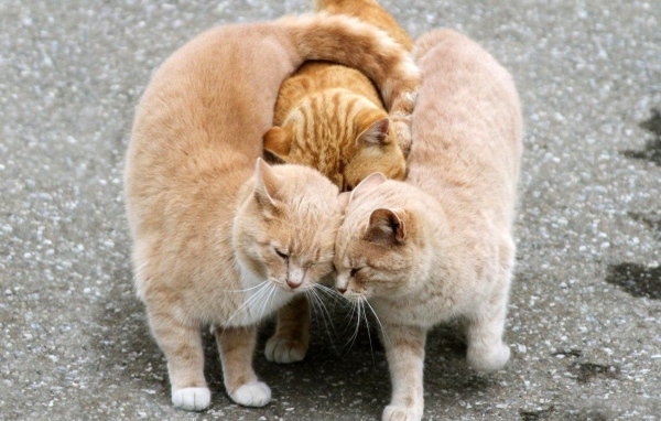 Настоящий рыжий трикотаж