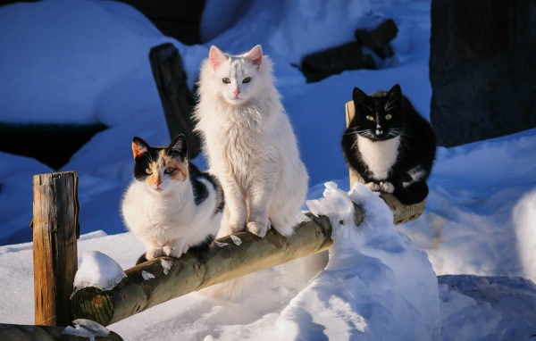 Три кота на деревянном заборе