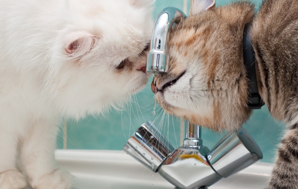 Два кота пьют воду из под крана