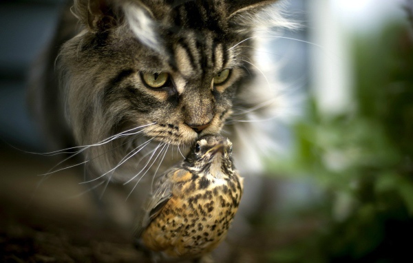 Необычная дружба кота и птицы