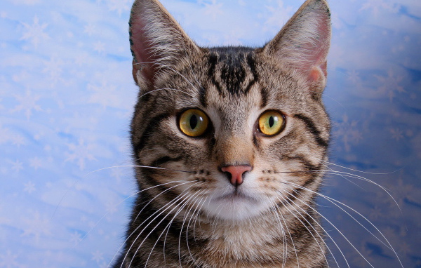 Кот с эмблемой на лбу