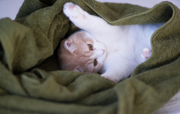 Котенок в зеленом полотенце