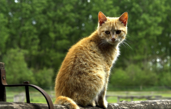 Рыжий кот на бревне