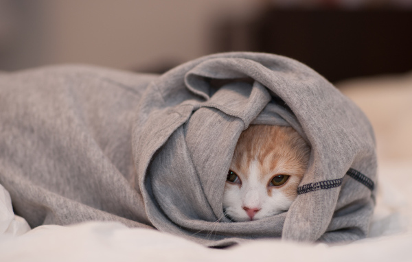 Кошка спряталась в одежде
