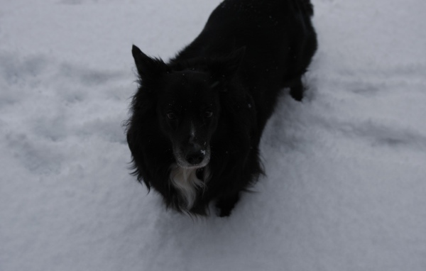 Черный пес стоит в снегу
