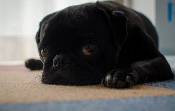 Грустный черный щенок мопса лежит на полу