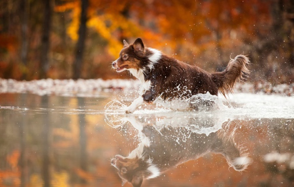 Коричневая собака бежит по воде