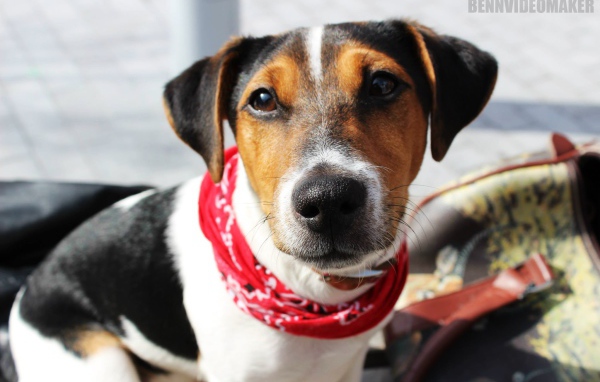 Милый домашний пес