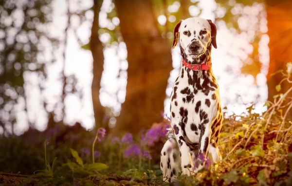 Далматинец сидит в лесу на закате