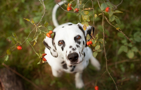 Далматинец под кустом шиповника