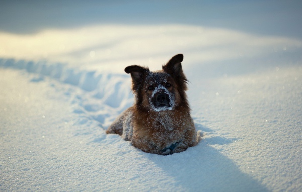 Собака зарылась в снег по грудь