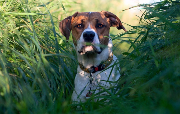 Собака в зеленых зарослях травы
