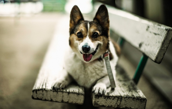 Собака улыбается сидя на скамье