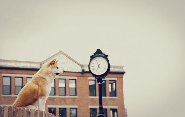 Собака верно ждет хозяина